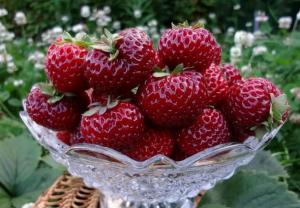 Клубника "МИЦЕ ШИНДЛЕР" (6 шт.)